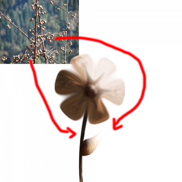 Creation of The Brown Flower: Step 3